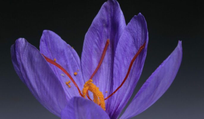 saffron plant