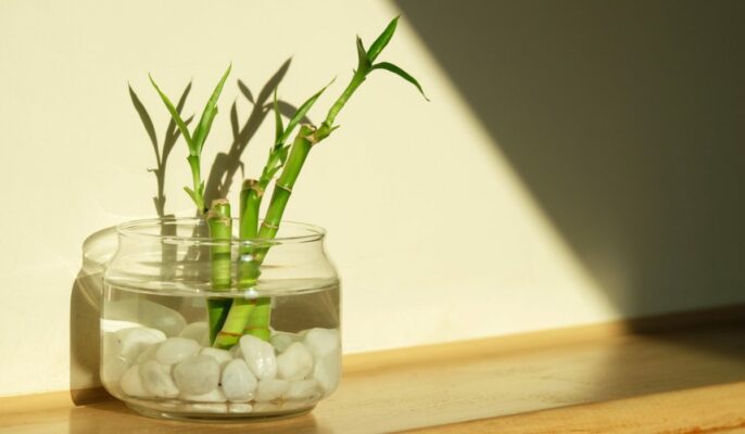 12 Bamboo Feng Shui design tips to decorate your home