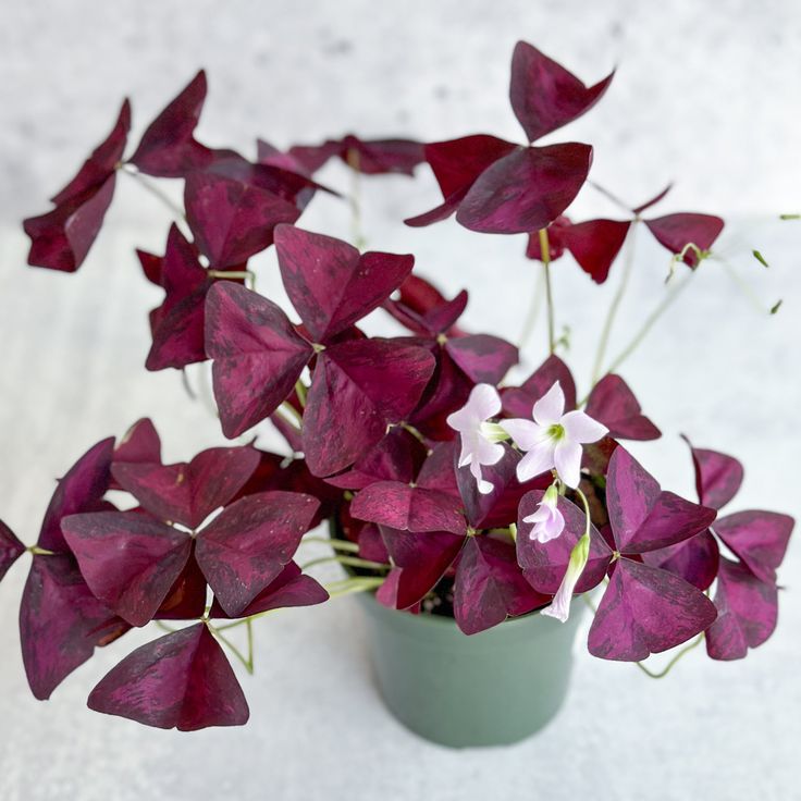 Lucky plants for home