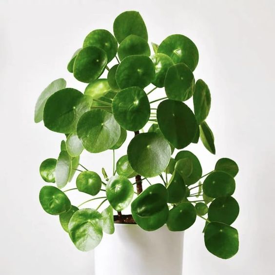 Lucky plants for home