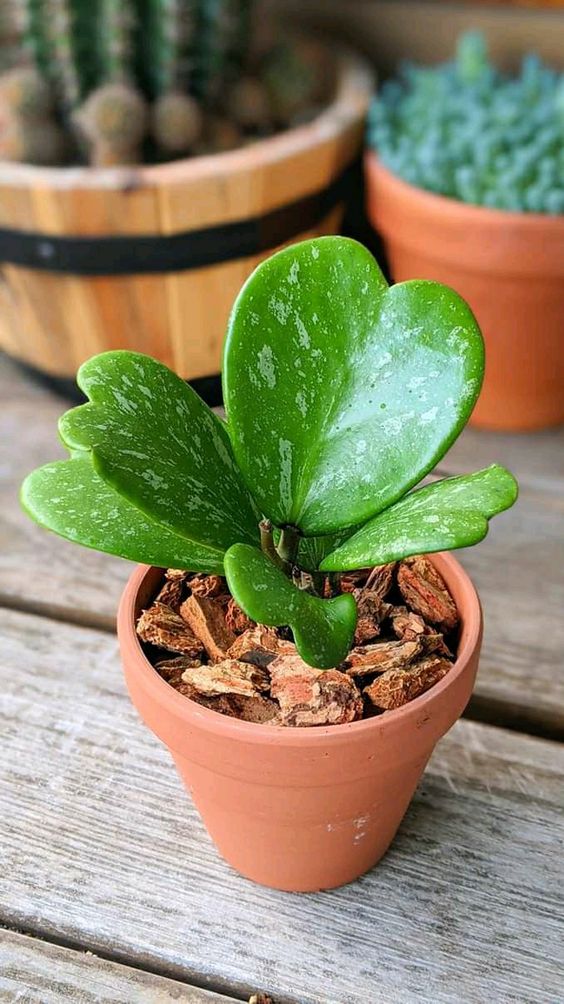 Lucky plants for home