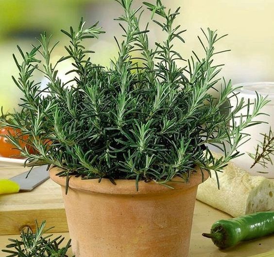 Lucky plants for home
