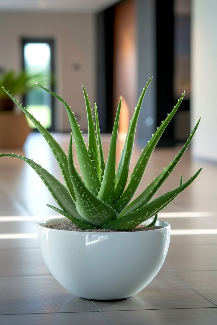 Lucky plants for home