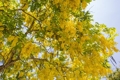 indian-plants-with-medicinal-values