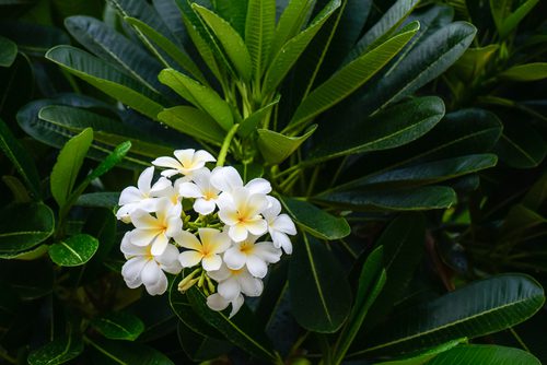 indian-plants-with-medicinal-values