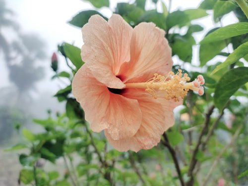 indian-plants-with-medicinal-values