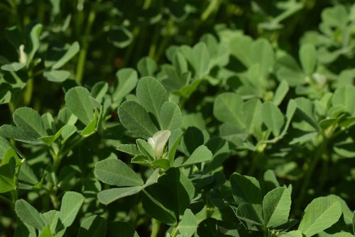 indian-plants-with-medicinal-values