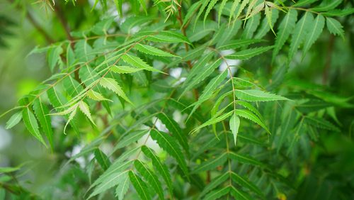 indian-plants-with-medicinal-values