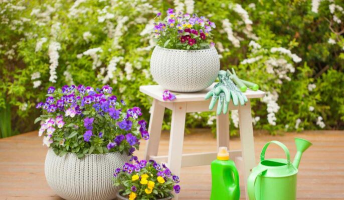 Top 20 container plants for your backyard