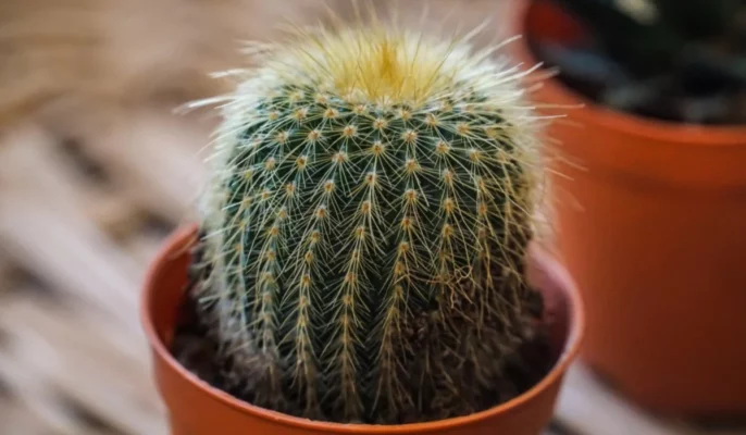 Vastu tips: 5 plants that bring negative energy to your home