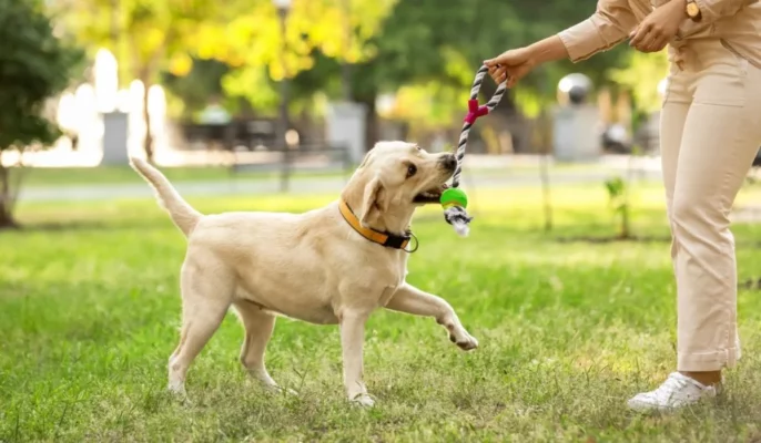 Yeida allocates Rs 75 cr to develop 27 parks along Yamuna Expressway