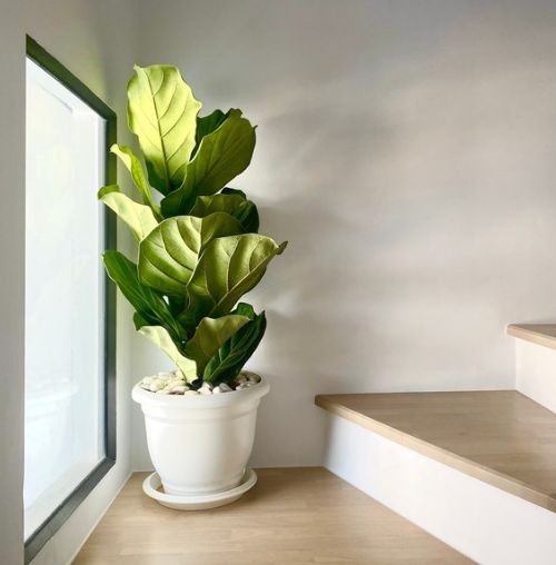 Top 5 houseplants that designers love
