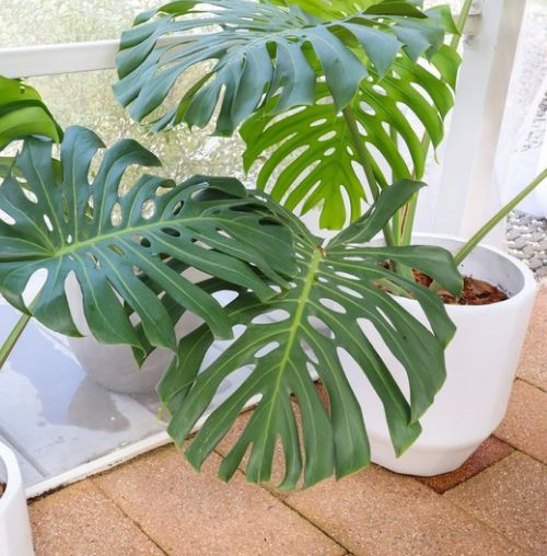 Top 5 houseplants that designers love