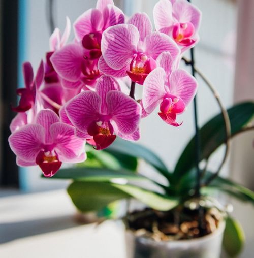 Top 5 houseplants that designers love
