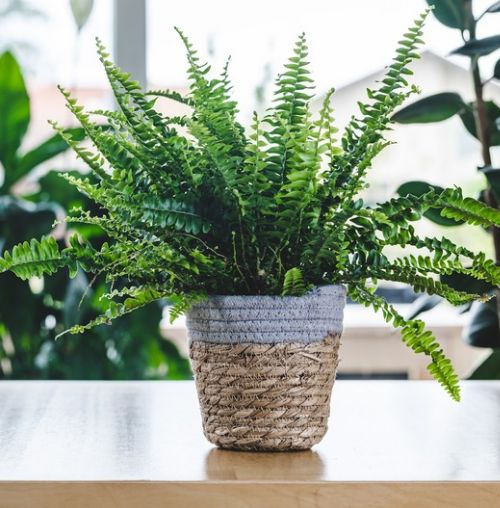 Top 5 houseplants that designers love