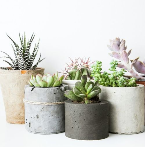 Top 5 houseplants that designers love
