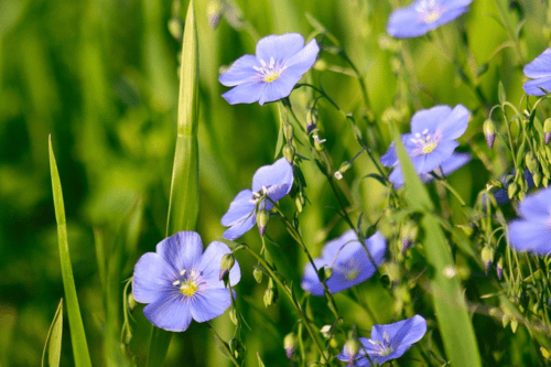 स्वास्थ्य लाभ के लिए घर पर लगाये कुछ खास औषधीय पौधे और फूल, जानें इनका महत्व