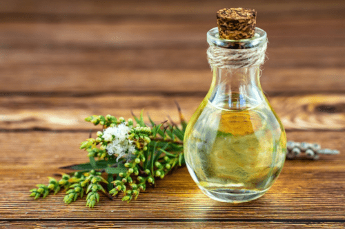 स्वास्थ्य लाभ के लिए घर पर लगाये कुछ खास औषधीय पौधे और फूल, जानें इनका महत्व