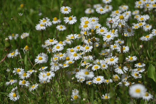 स्वास्थ्य लाभ के लिए घर पर लगाये कुछ खास औषधीय पौधे और फूल, जानें इनका महत्व