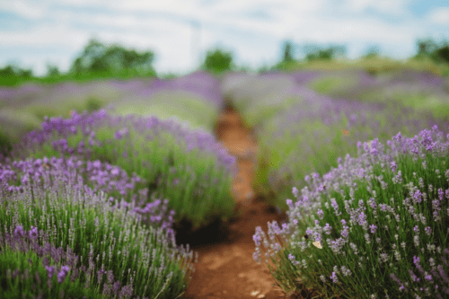 स्वास्थ्य लाभ के लिए घर पर लगाये कुछ खास औषधीय पौधे और फूल, जानें इनका महत्व 