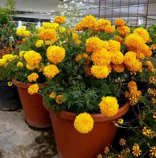 ನಿಮ್ಮ ಬೇಸಿಗೆಯನ್ನು ಬೆಳಗಿಸಲು 5 ಸುಲಭ ಆರೈಕೆ ಸಸ್ಯಗಳು
