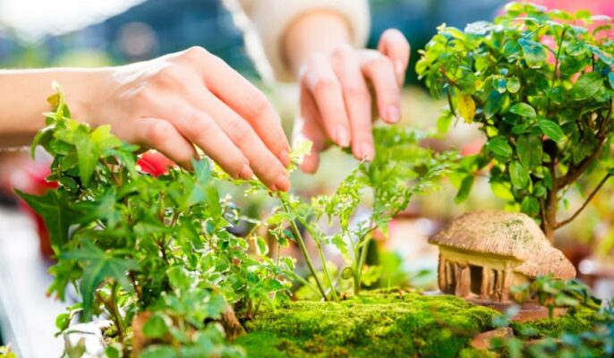 Easy steps to design a mini Zen garden at home