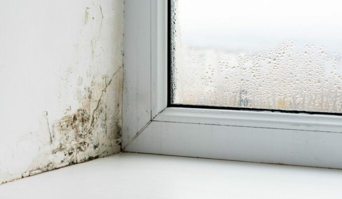 monsoon mould and mildew growth
