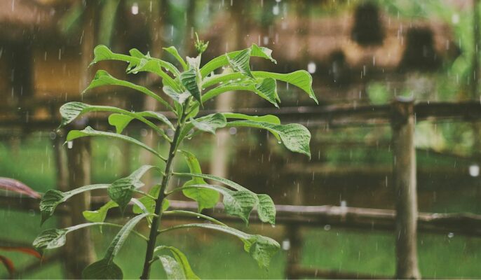 protect plants from heavy rains